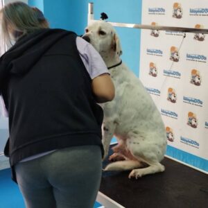 Autolavado de mascotas y Peluquería canina en Cornellá de Llobregat